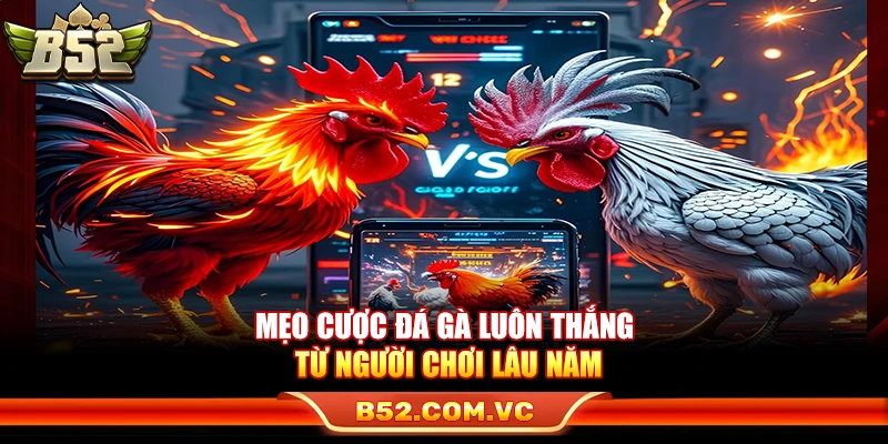 Mẹo Cược Đá Gà Luôn Thắng Từ Người Chơi Lâu Năm