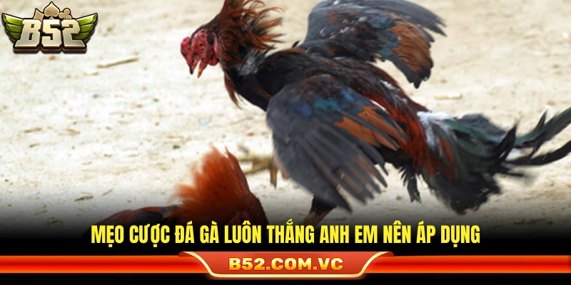 Chia sẻ mẹo cược đá gà luôn thắng cho anh em 